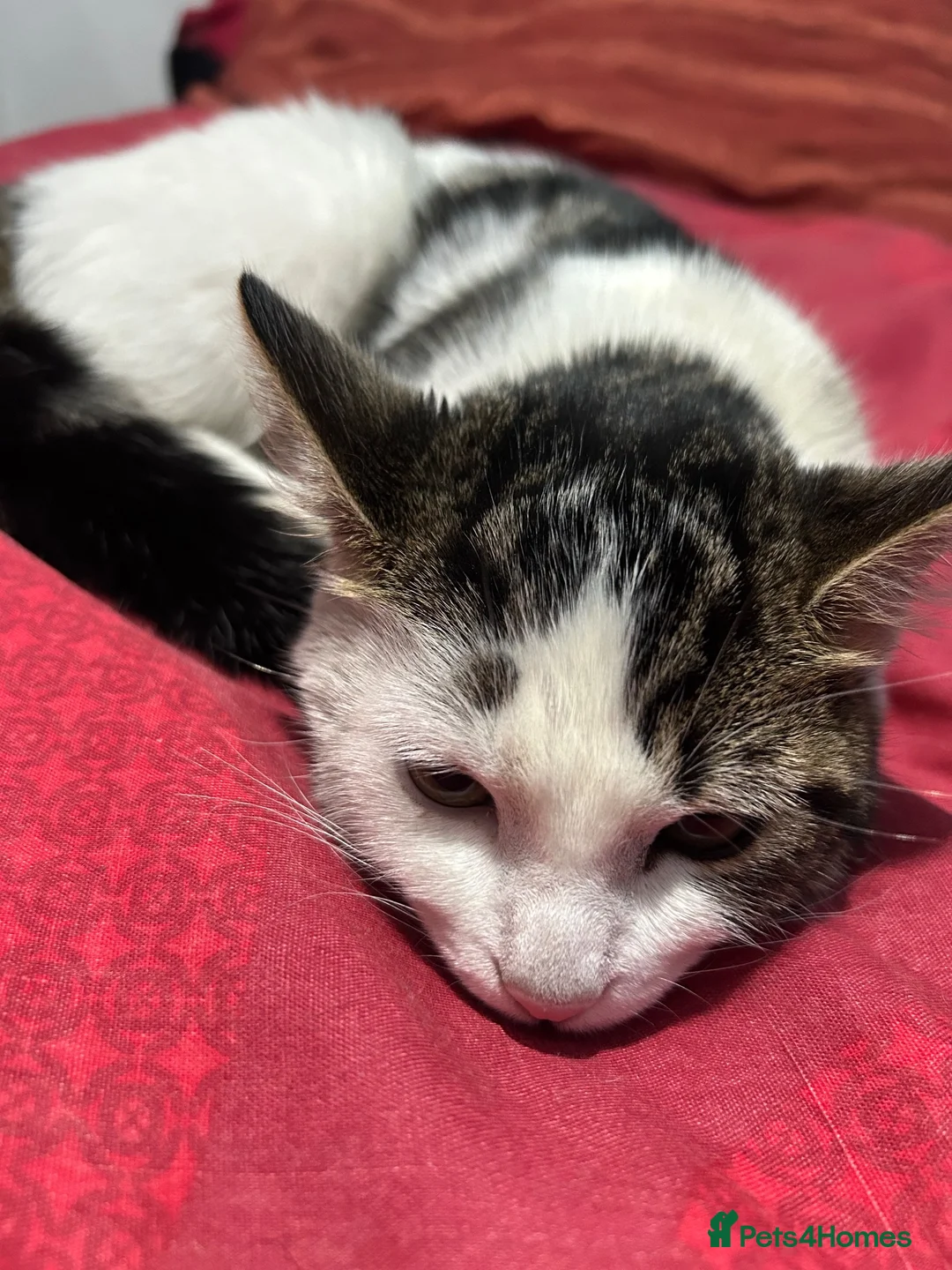 Domestic Shorthair cats for sale: Need gone asap , ready for pickup BIRMINGHAM in Birmingham - Advert 2