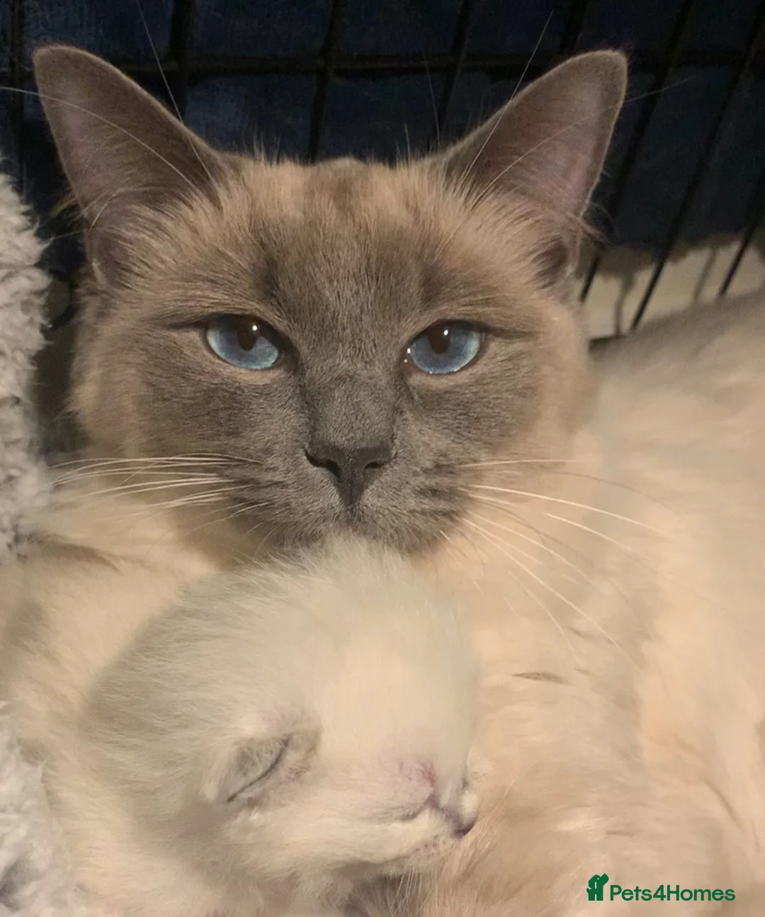 Ragdoll cats for sale: Ragdoll kittens  in Burnley - Advert 1