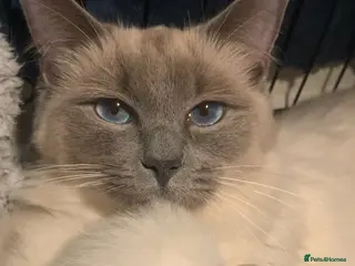 Ragdoll cats Ragdoll kittens - Advert 5