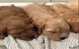 Cavapoo dogs for sale: 8 F1 dna health tested Cavapoos  - Image 9