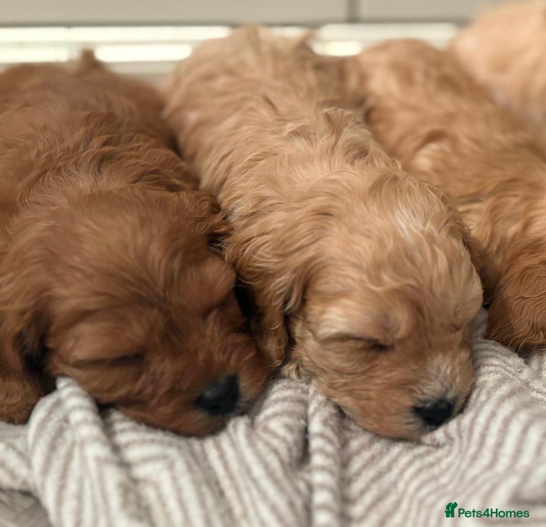 Cavapoo dogs for sale: 8 F1 dna health tested Cavapoos  - Image 9