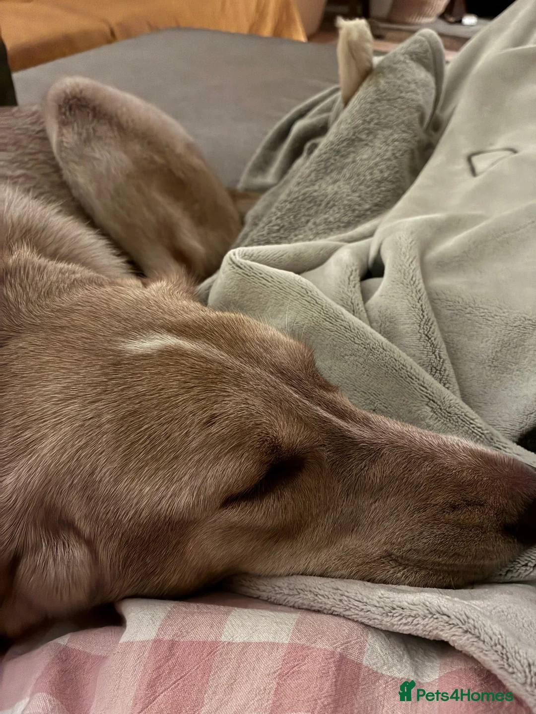 Mixed Breed dogs for adoption: URGENT: ❤️Jena❤️- amazing a 1 year old girl - Advert 5