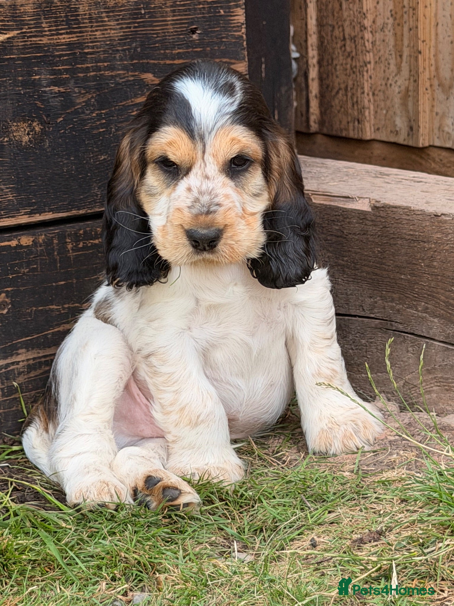 Cocker Spaniel dogs Outstanding KC Show cocker spaniel puppies - Advert 2