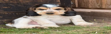 Cocker Spaniel 2