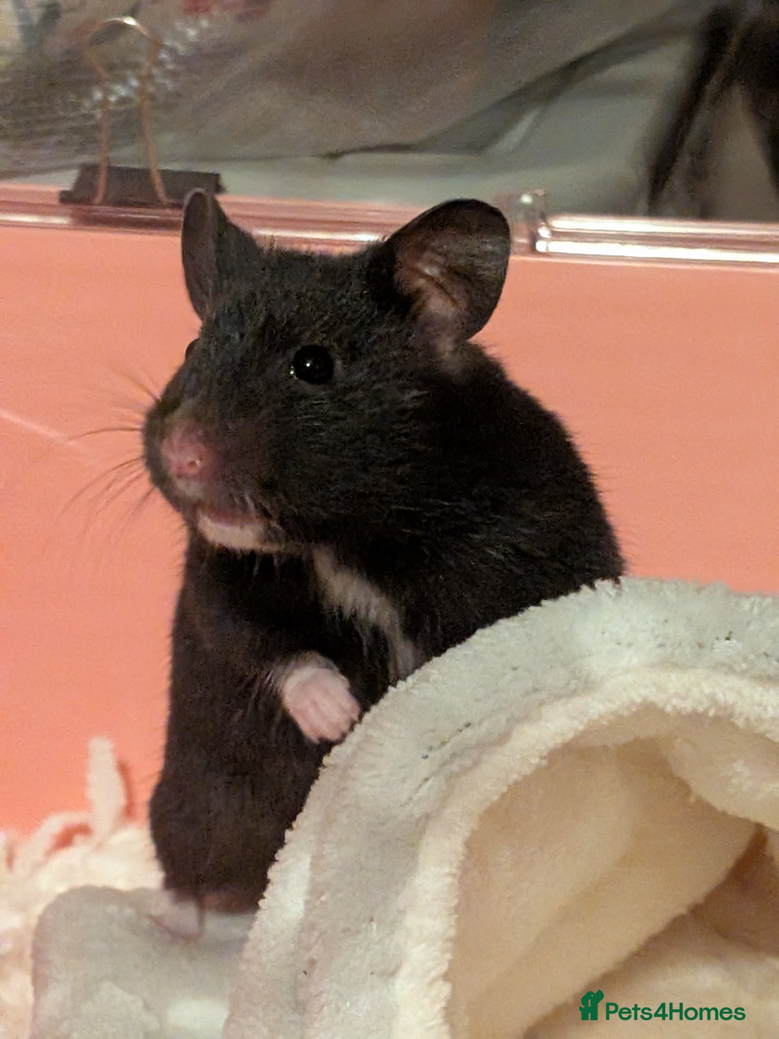 Hamster rodents Black and white female  Syrian hamster  - Advert 4