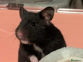 Hamster rodents Black and white female Syrian hamster - Advert 4