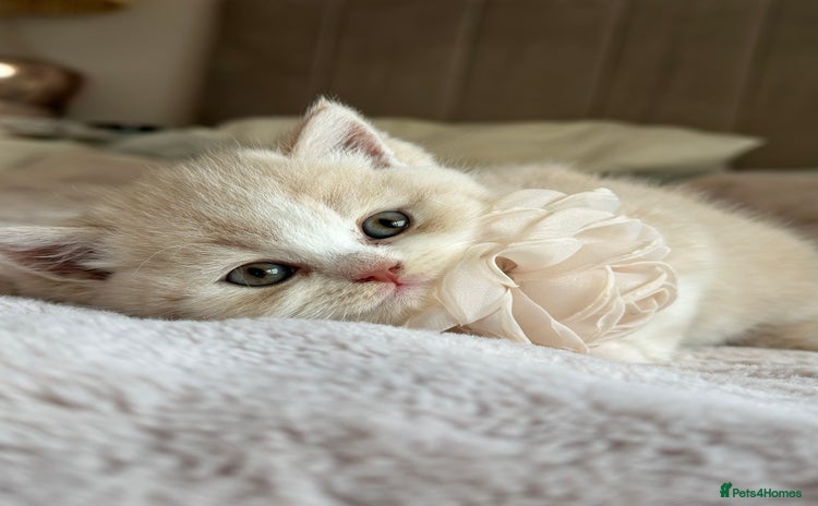 British Shorthair cats - Advert 1