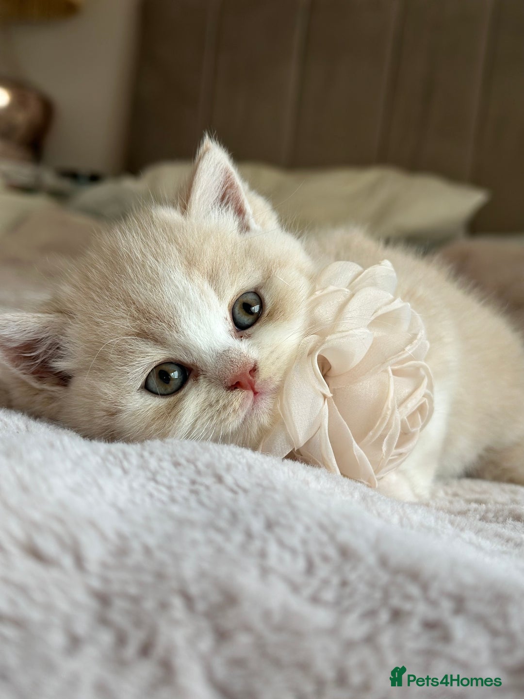 British Shorthair cats for sale: Beautiful , soft teddy bears 🩷🩷💙 - Image 1