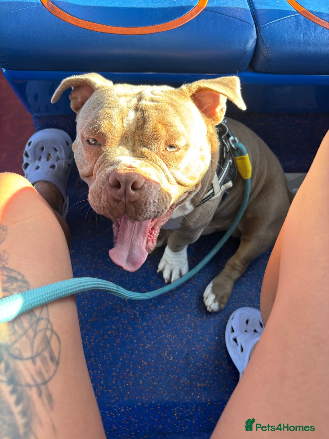 American Bully dogs for sale: Rambo American pocket bully 10 months  - Image 3