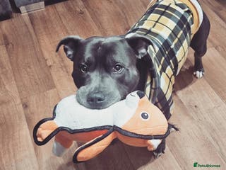 Staffordshire Bull Terrier dogs BLUE Proven 50+ litters, natural and artificial in Erith - Advert 18