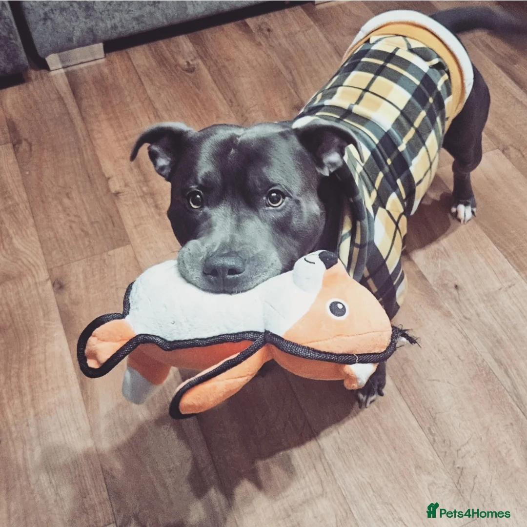 Staffordshire Bull Terrier dogs for stud: BLUE Proven 50+ litters, natural and artificial  in Erith - Advert 1