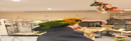 Budgerigars birds for sale: Baby Sun Conure - Advert 6