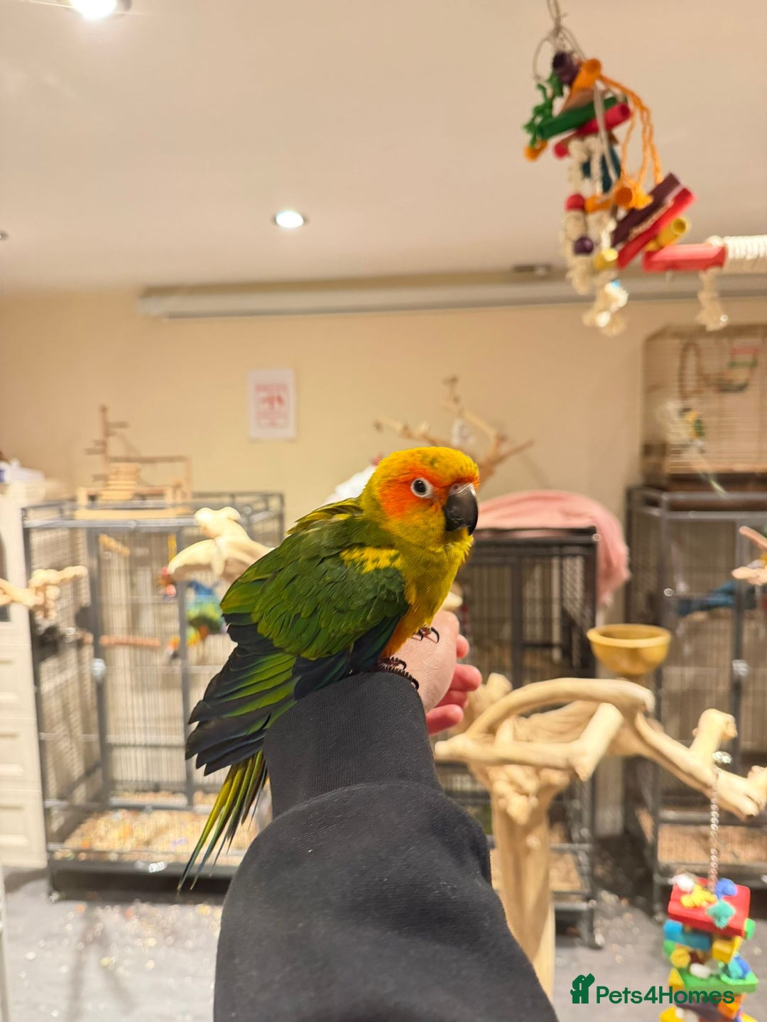 Budgerigars birds for sale: Baby Sun Conure - Advert 6