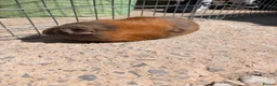 Guinea Pig rodents for sale: 10 week old baby boars  - Advert 10