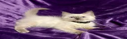 Ragdoll cats for sale: Beautiful GCCF Ragdoll Kittens  - Advert 32