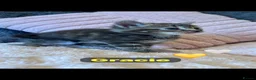Mixed Breed cats for sale: 🩵🩷…7 stunning kittens…🩷🩵 - Advert 21