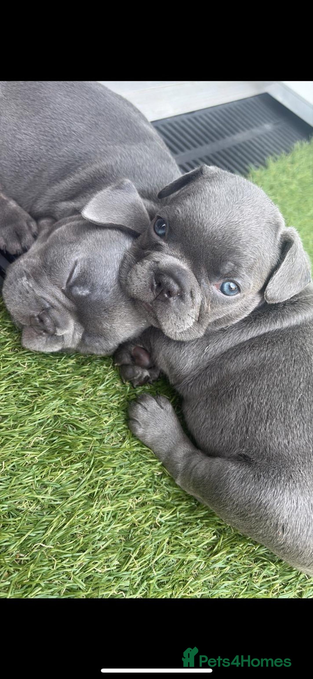 French Bulldog dogs for sale: 5 gorgeous fur babies 🩷 - Image 6