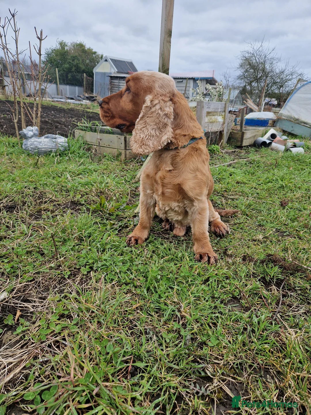 Cocker Spaniel dogs for stud: Golden Show Type Cocker for Stud in Shildon - Advert 9