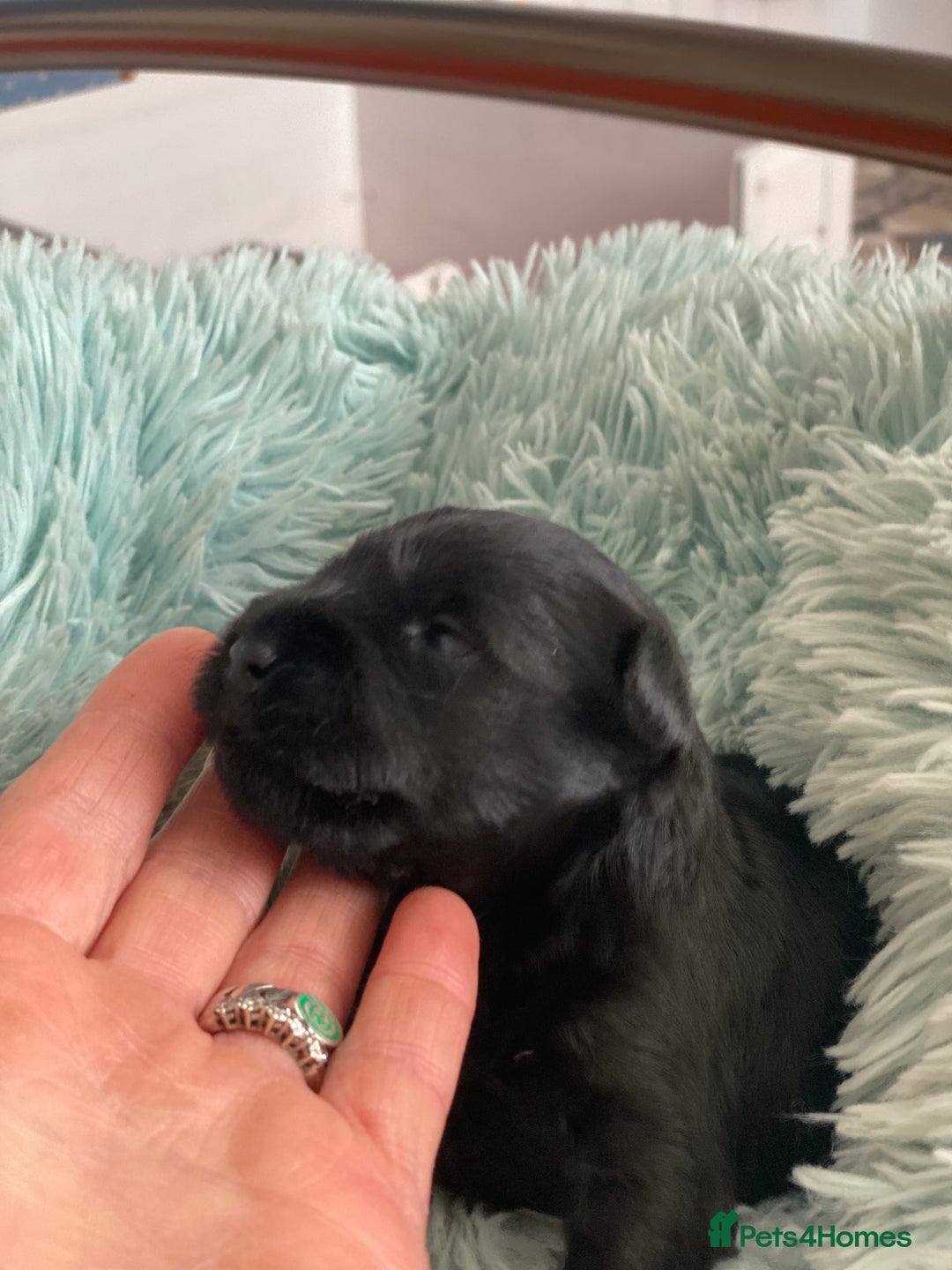Miniature Schnauzer dogs for sale: 5*MINIATURE SCHNAUZER PUPPIES - Image 10