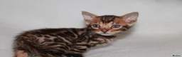 Bengal cats for sale: BEAUTIFUL BENGAL KITTENS FOR SALE- READY 03/04/26 - Advert 7