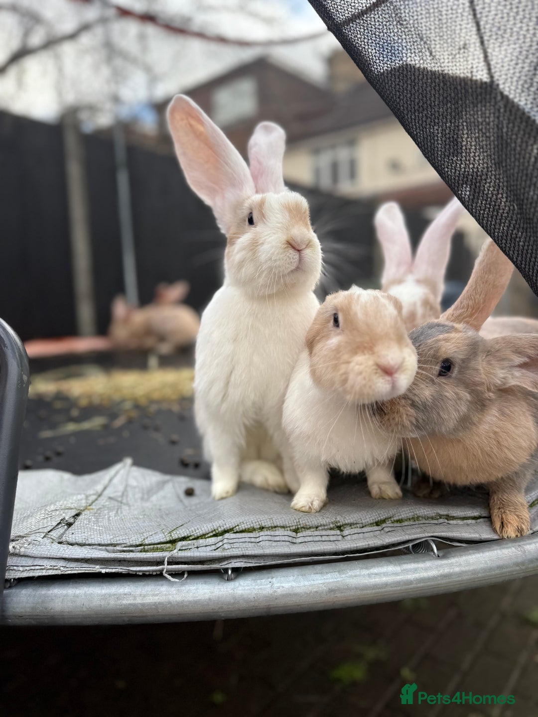 Continental Giant rabbits for sale: Giants Rabbits  - Advert 5