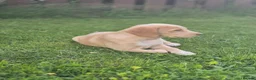 Cockerdor dogs for sale: F1b cockerdors - Advert 2