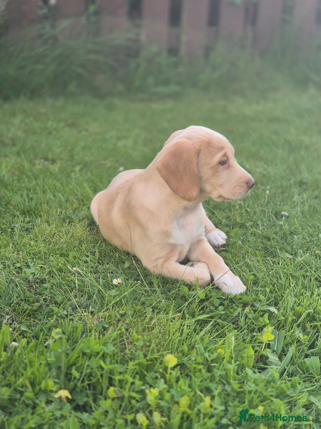 Cockerdor dogs for sale: F1b cockerdors - Advert 2
