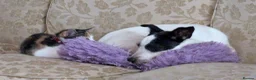 Jack Russell dogs for sale: Bella - Advert 5