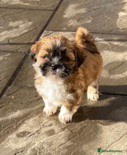 Gallery Image {{count}}