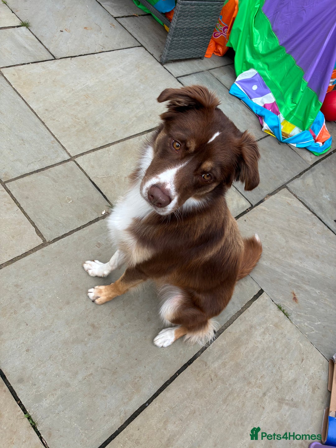 Borador dogs for sale: Labrador collie for sale  - Image 2