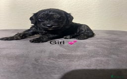 Cavapoo dogs for sale: Health tested cavapoos ready 8th december - Image 7