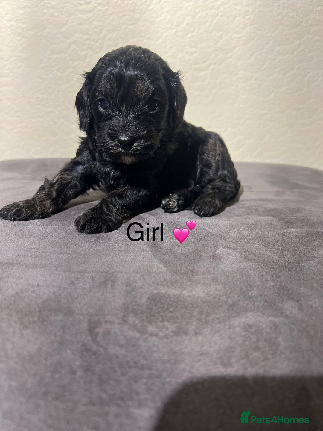 Cavapoo dogs for sale: Health tested cavapoos ready 8th december - Image 7