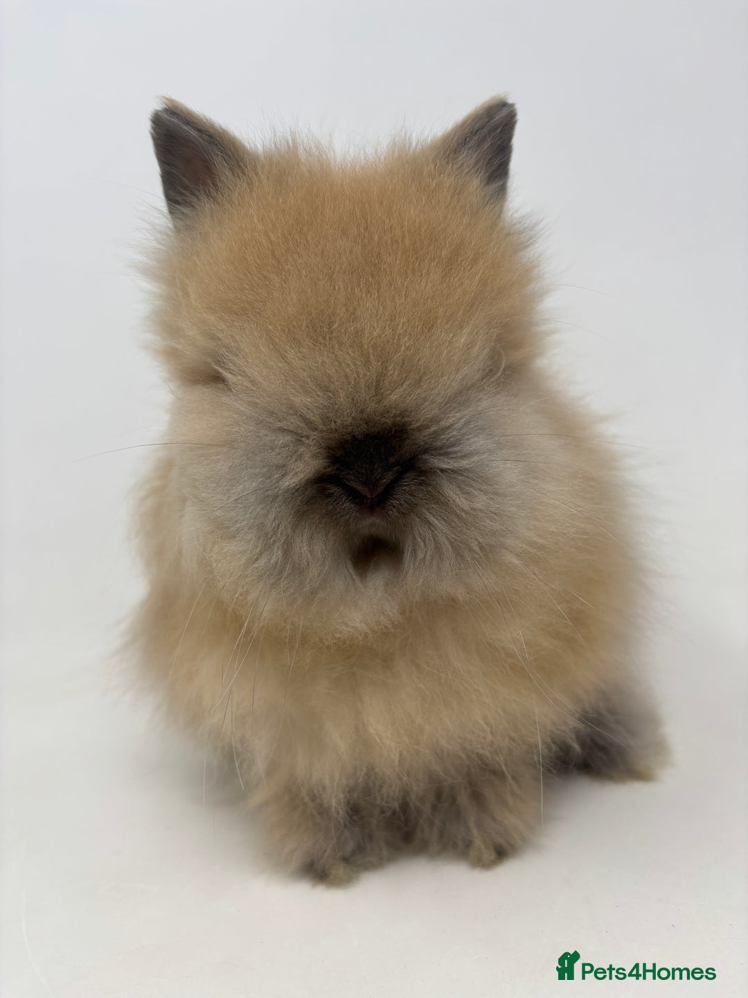 Lionhead rabbits for sale: BEAUTIFUL BABY LIONHEAD BUNNIES - Advert 4