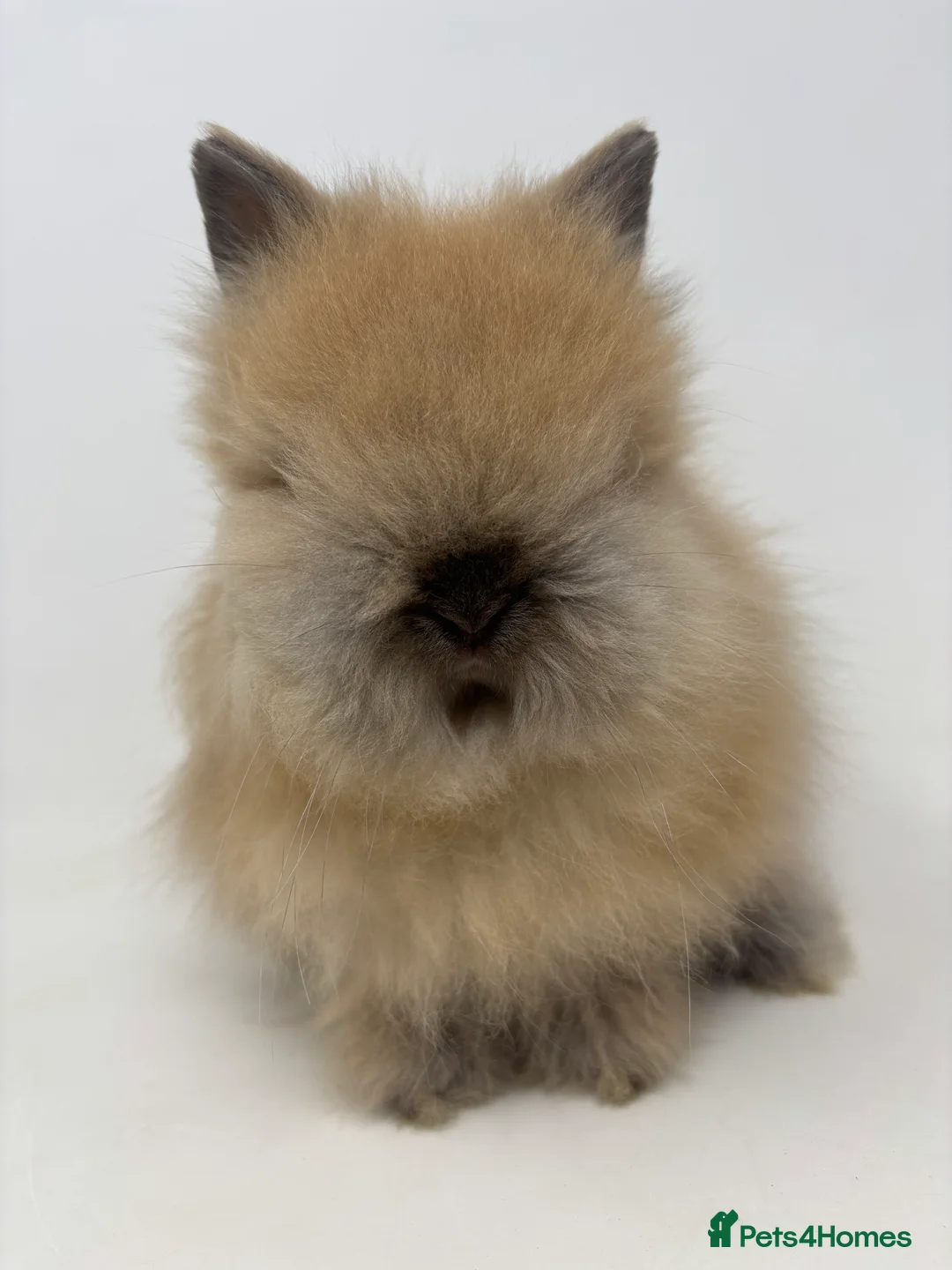 Lionhead rabbits for sale: BEAUTIFUL BABY LIONHEAD BUNNIES - Advert 4