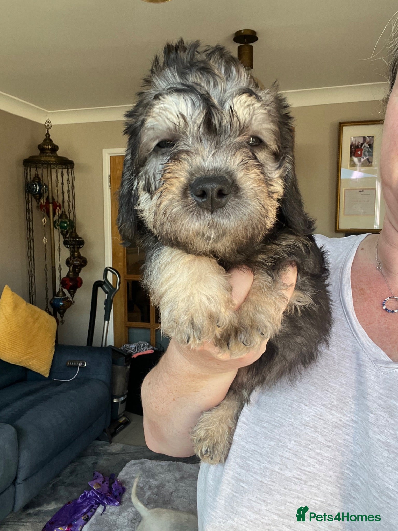Dandie Dinmont Terrier dogs Beautiful and rarely available  - Advert 1