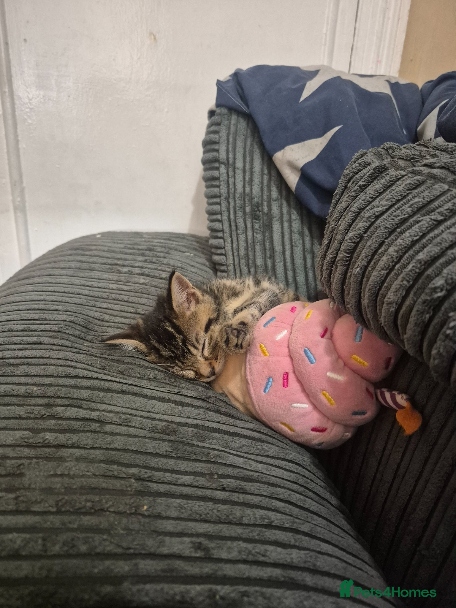 Maine Coon cats 💥😻 Mainecoon x ragdoll 😻💥 - Advert 2