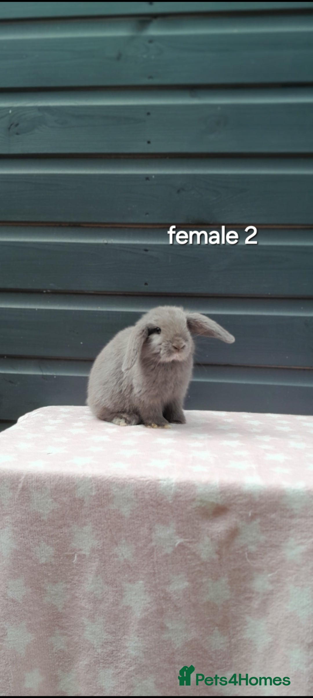 Mini Lop rabbits for sale: Gorgeous mini lop rabbits  - Image 5