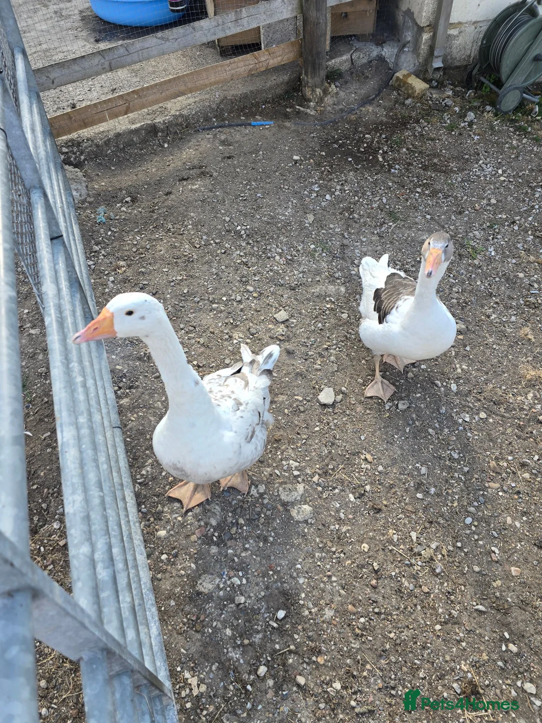 Geese poultry for sale: Mixed geese breed  - Advert 2