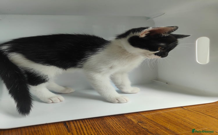 Savannah cats - Advert 1