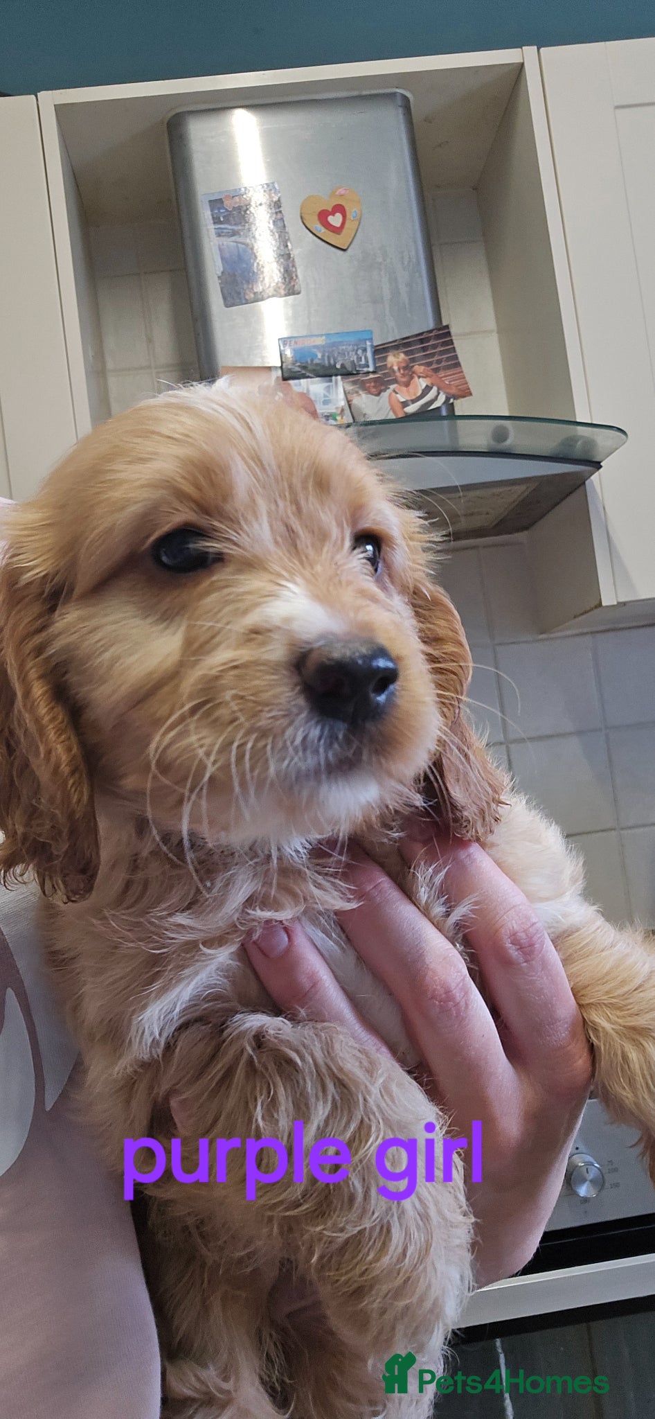 Cockapoo dogs 4 f2 cockapoos  - Advert 1