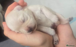 Mixed Breed dogs for sale: pug/bischion frise - Image 4