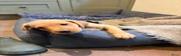 Labrador Retriever dogs for sale: 3 Beautiful Fox Red Labrador Boy Puppies for Sale in Edenbridge - Advert 12