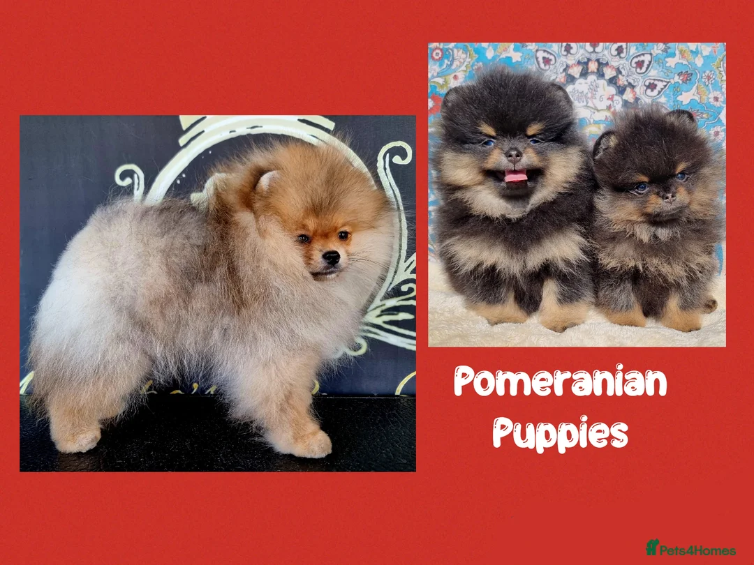 Pomeranian dogs for sale: Luxury Pomeranian puppies for sale!!! - Advert 1