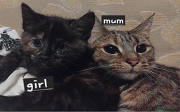 Mixed Breed cats for sale: 3 adorable 6 week old kittens. - Image 9