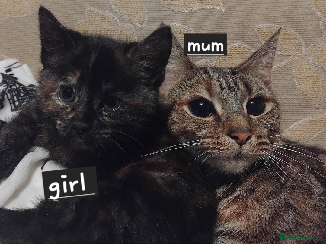 Mixed Breed cats for sale: 3 adorable 6 week old kittens. - Image 9