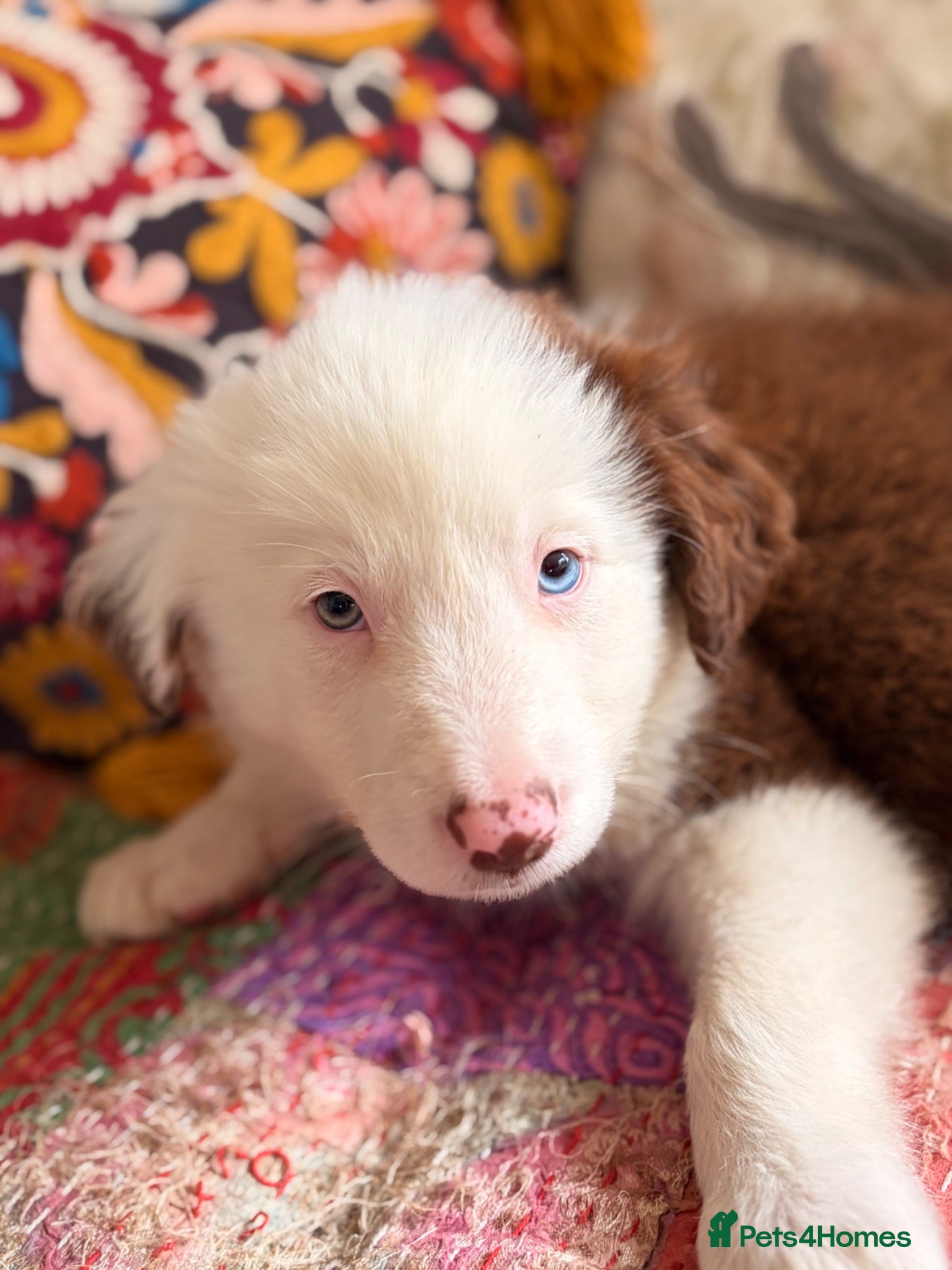 Border Collie dogs BEAUTIFUL BC PUPS, HEALTH TESTED CLEAR PARENTS  - Advert 2