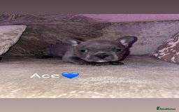 French Bulldog dogs for sale: French bulldogs for sale  - Image 4