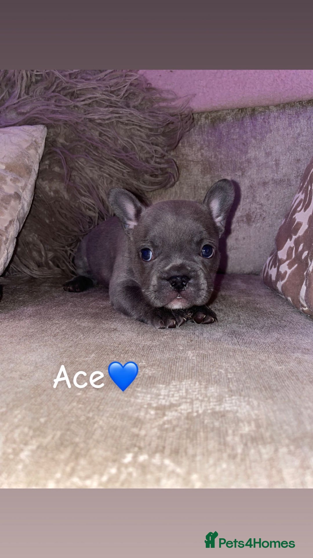 French Bulldog dogs for sale: French bulldogs for sale  - Image 4