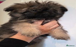 Mixed Breed dogs for sale: Shitzu x pomeranian Shiranian READY TO GO NOW  - Image 1