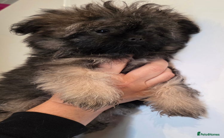 Mixed Breed dogs - Advert 5